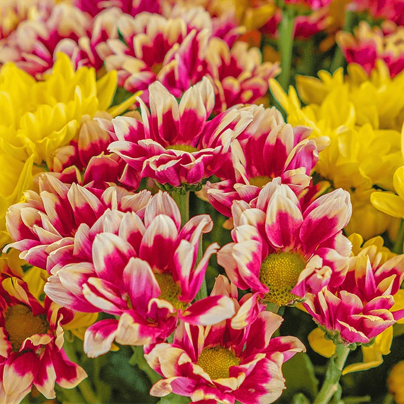 Букет из 11 желтых и красных хризантем